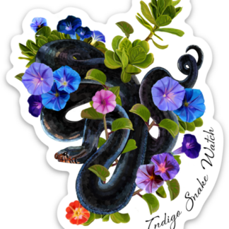 A coiled Indigo Snake with blue and purple morning glory flowers