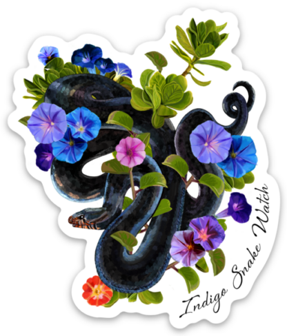 A coiled Indigo Snake with blue and purple morning glory flowers