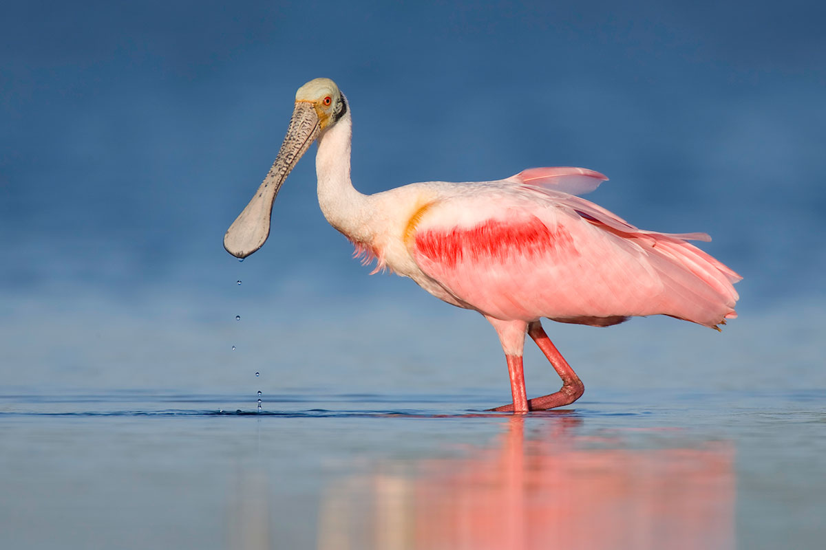 Roseate Spoonbill